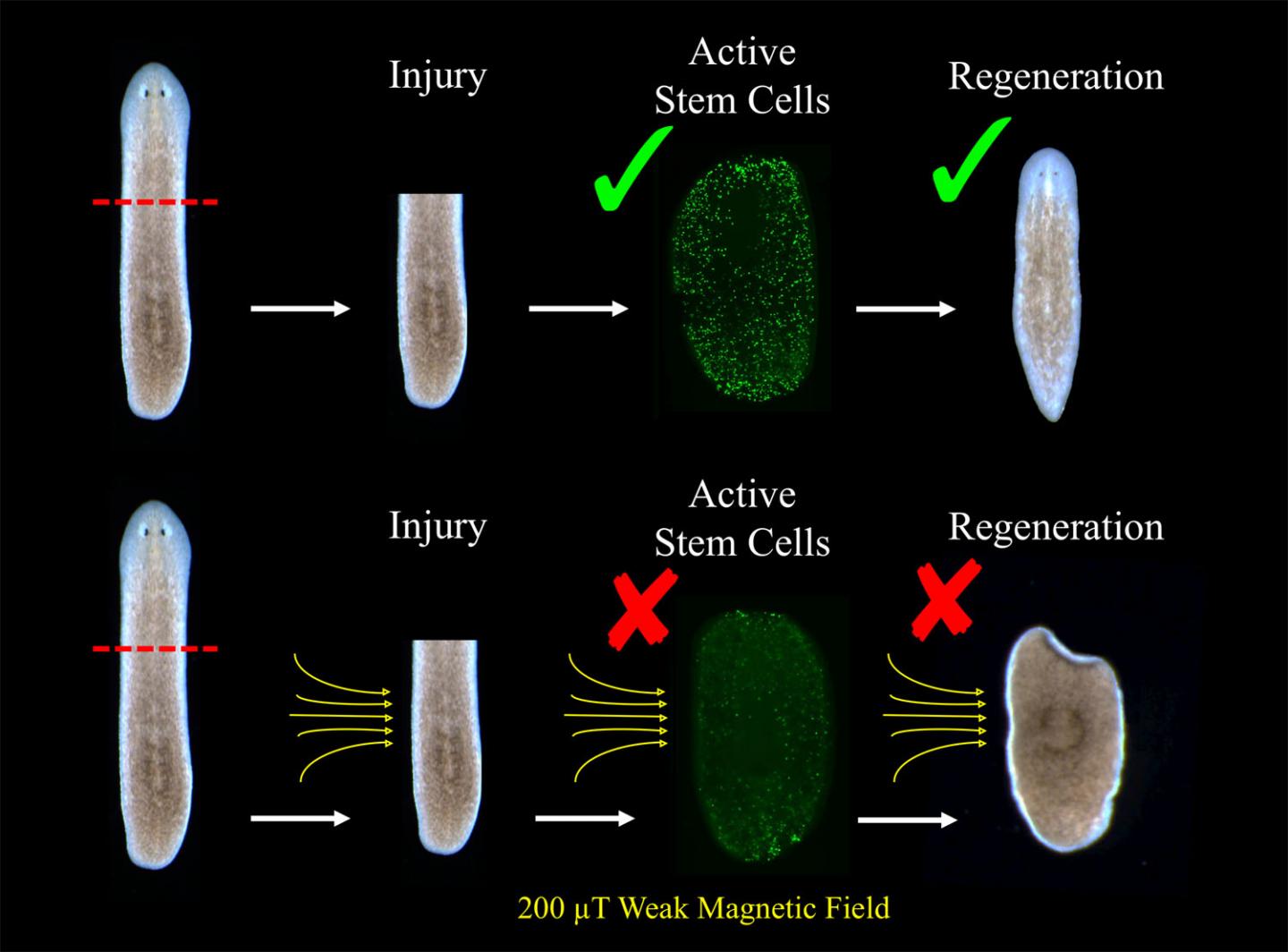 In Living Flatworms, Static Weak Magnetic Fields Affect Cell Growth (2 of 7)