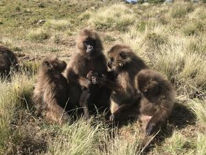 A female gelada sits while her groupmates peer at and groom her newborn