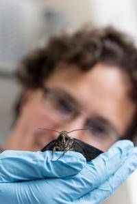 Simon Sponberg with hawk Moth