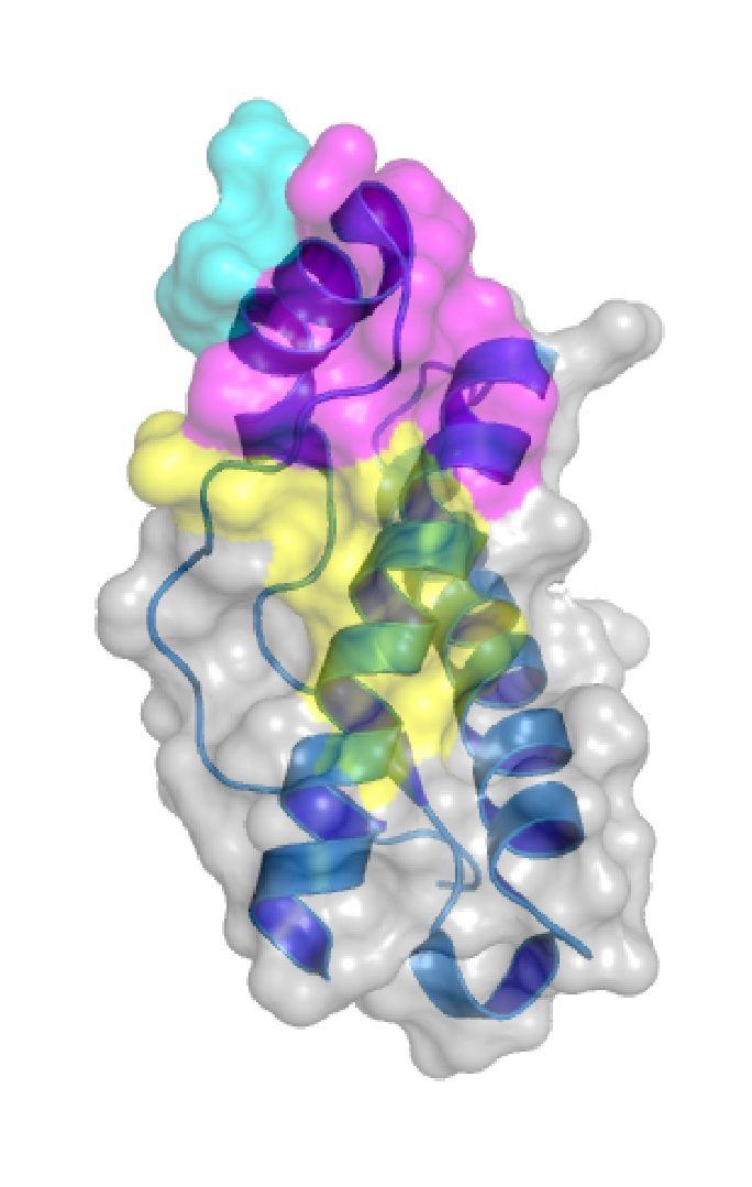 It's Complicated: Benefits and Toxicity of Anti-Prion Antibodies in the Brain
