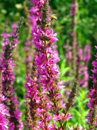 Purple Loosestrife
