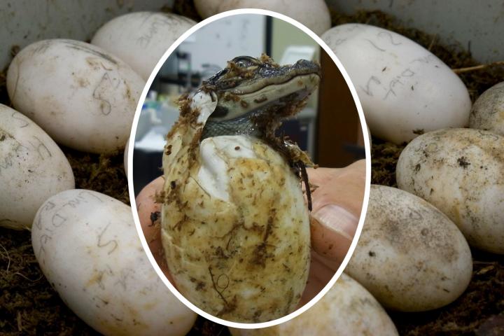 How Temperature Determines Sex in Alligators