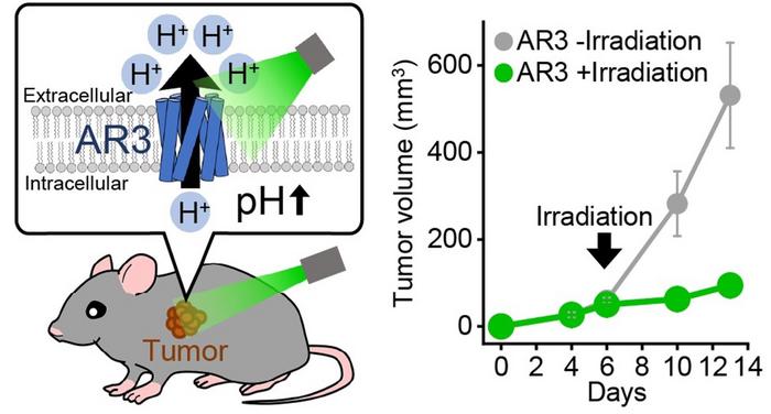 Archaerhodopsin 3 causes alkalinity-induced cell death in modified mouse cancer cells