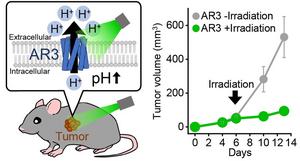 Archaerhodopsin 3 causes alkalinity-induced cell death in modified mouse cancer cells