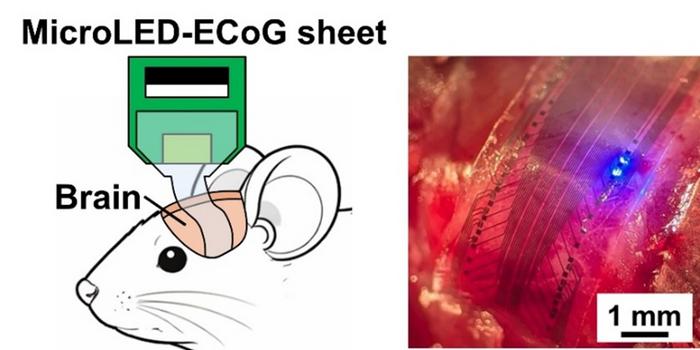 Flexible MicroLED–Electrocorticography Sheet for Wide-Area Bidirectional Neural Interface in Mice