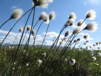 Ecology - Rules to grow by