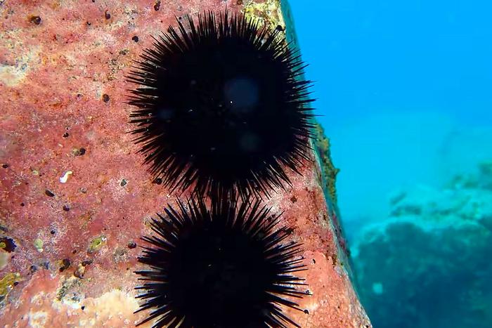 Sea Urchins