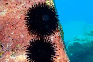 Sea Urchins