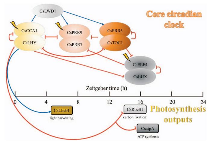 Schematic illustration of the circadian clock that regulates the photosynthetic production of the tea plant.
