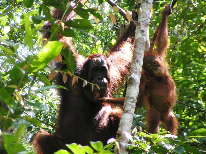 Sumerian Orangutans - 2