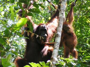 Sumerian Orangutans - 2