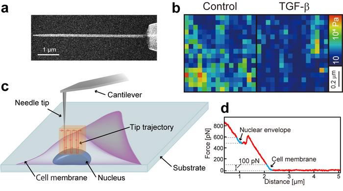 Fig. 1 Nanomechanical measurement of a living cell nucleus by Nanoendoscopy-AFM.
