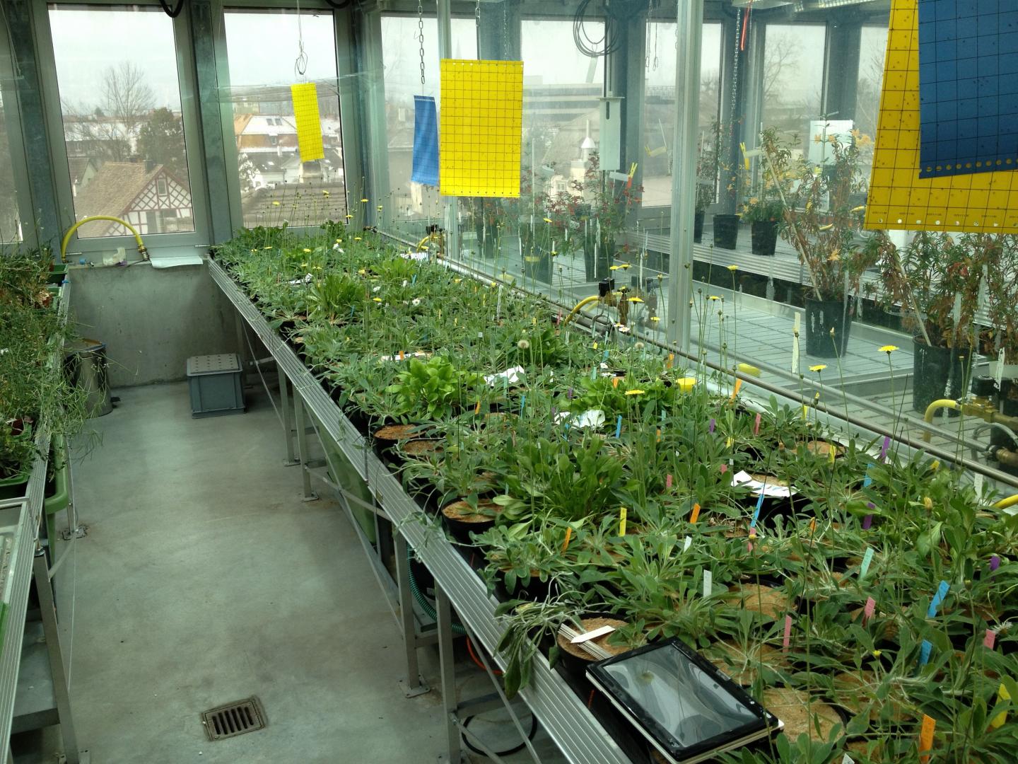Greenhouse