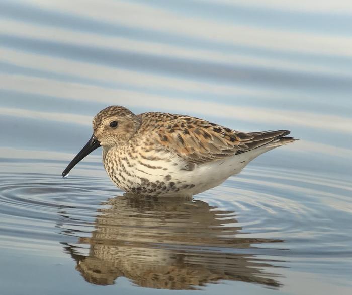 Southern dunlin. Image Veli-Matti Pakanen / University of Oulu
