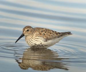 Southern dunlin. Image Veli-Matti Pakanen / University of Oulu