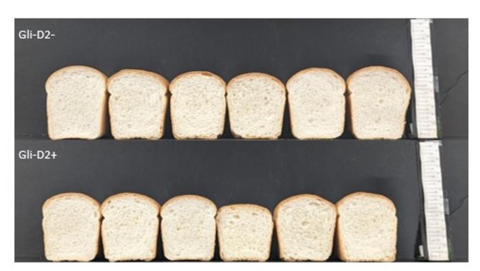 Bread wheat experiment