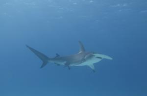 Great Hammerhead Shark