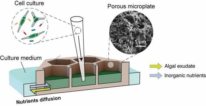 Dissecting the Ecology of Microalgae and Bacteria across Time and Space