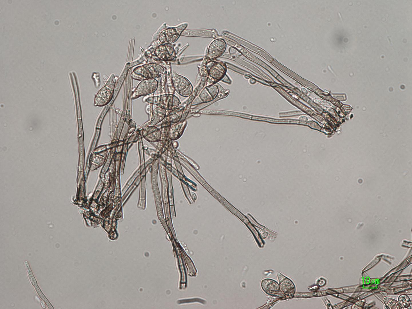 Wheat Blast Spore