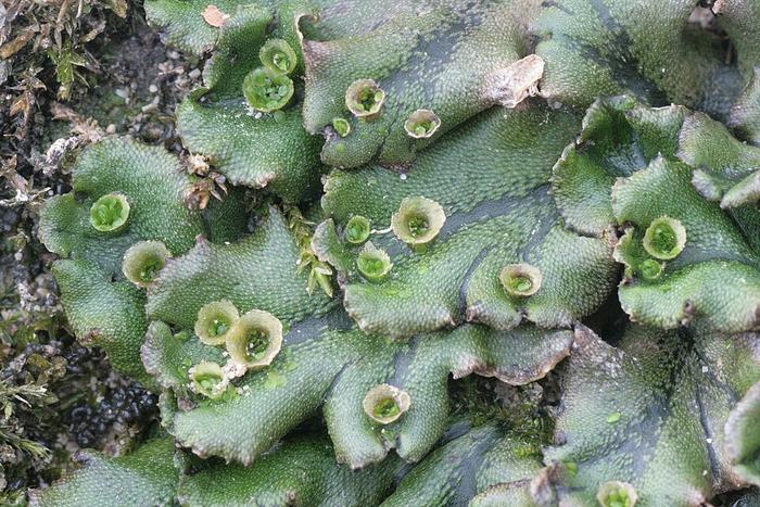 Reactive oxygen species: Essential in plant development and morphogenesis