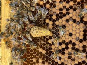 Queen bee on supersedure cell