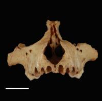 Roof of Mouth