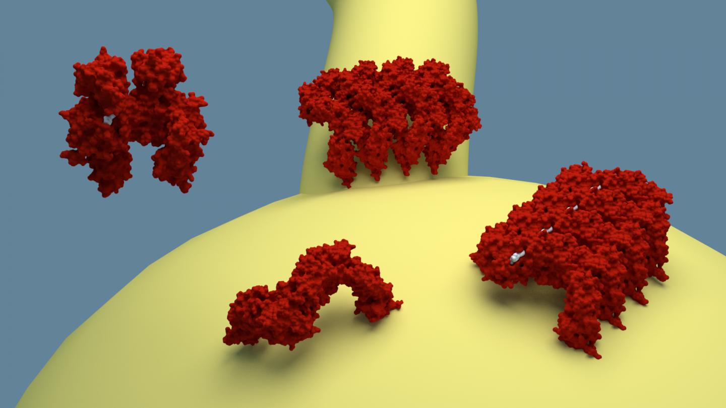 EHD Proteins Bind to the Surface of the Membrane