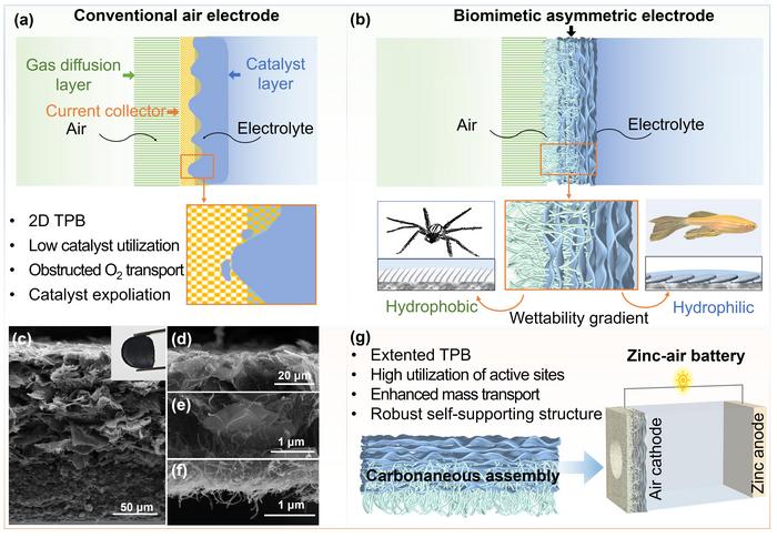 Traditional air electrode and biomimetic air electrode structures
