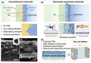 Traditional air electrode and biomimetic air electrode structures