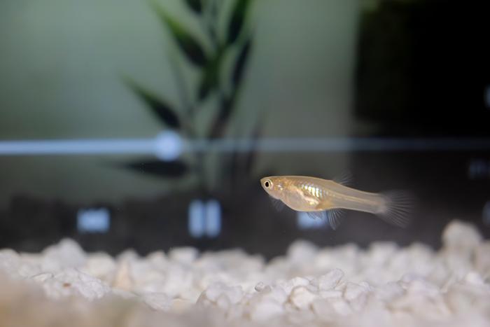 Guppy