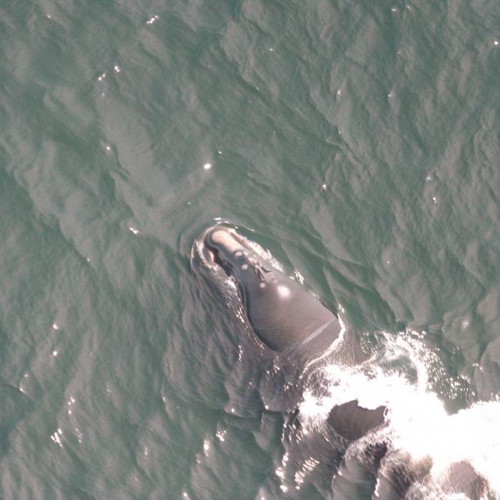AI-generated North Atlantic right whale