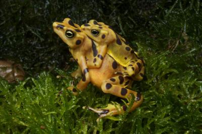 Panamanian Golden Frog