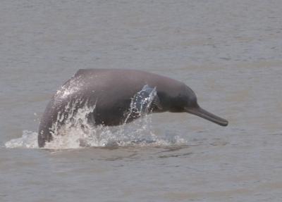 Ganges River Dolphin