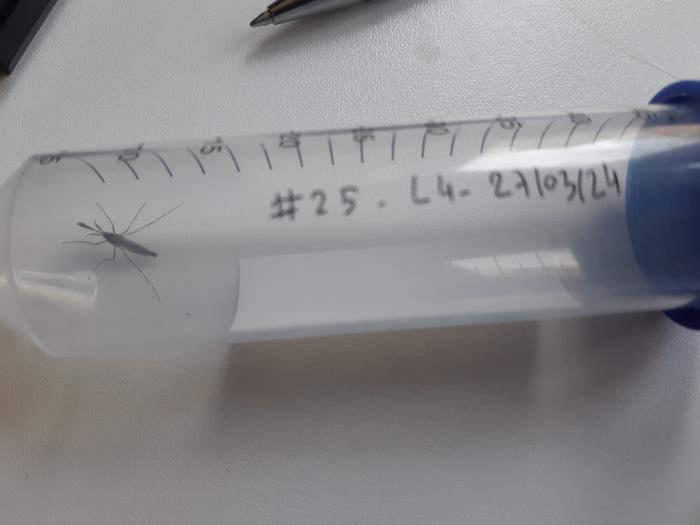 Mosquito in a vial, after recording and before identification