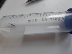 Mosquito in a vial, after recording and before identification