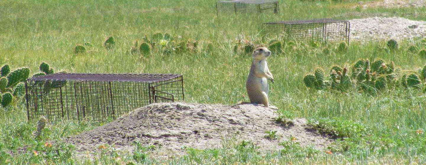 Prairie Dog in Front of Prairie Dog Trap with Sylvatic Plague Vaccine Bait.