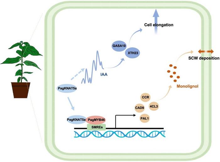 Schematic model of PagKNAT5a-mediated xylem cell elongation and secondary cell wall formation.
