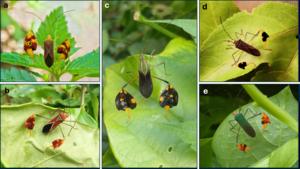 Elaborate flag-waving behaviour is found in at least five species of coreid bugs with tibial flags.