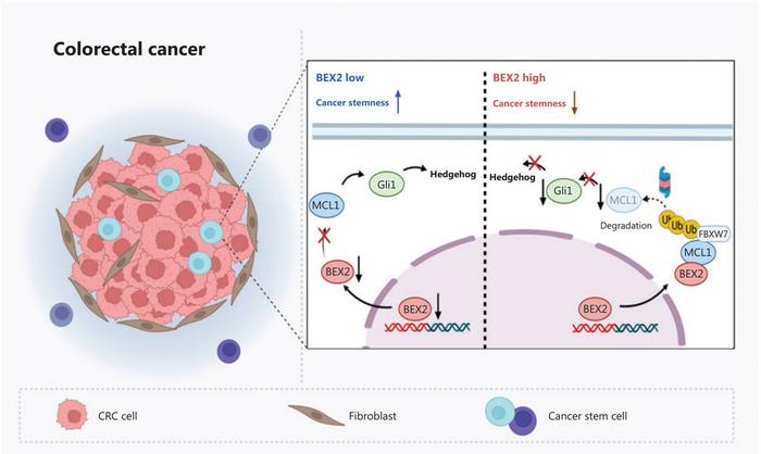 Working model: Cancer stemness regulation by BEX2 in colorectal cancer.