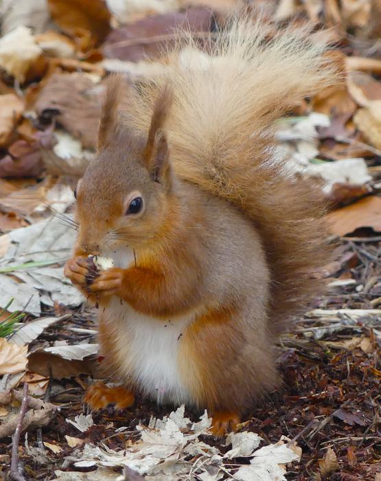 Red Squirrel 01