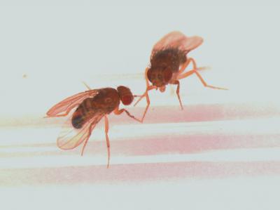 FruitFlies