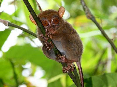 Tarsier