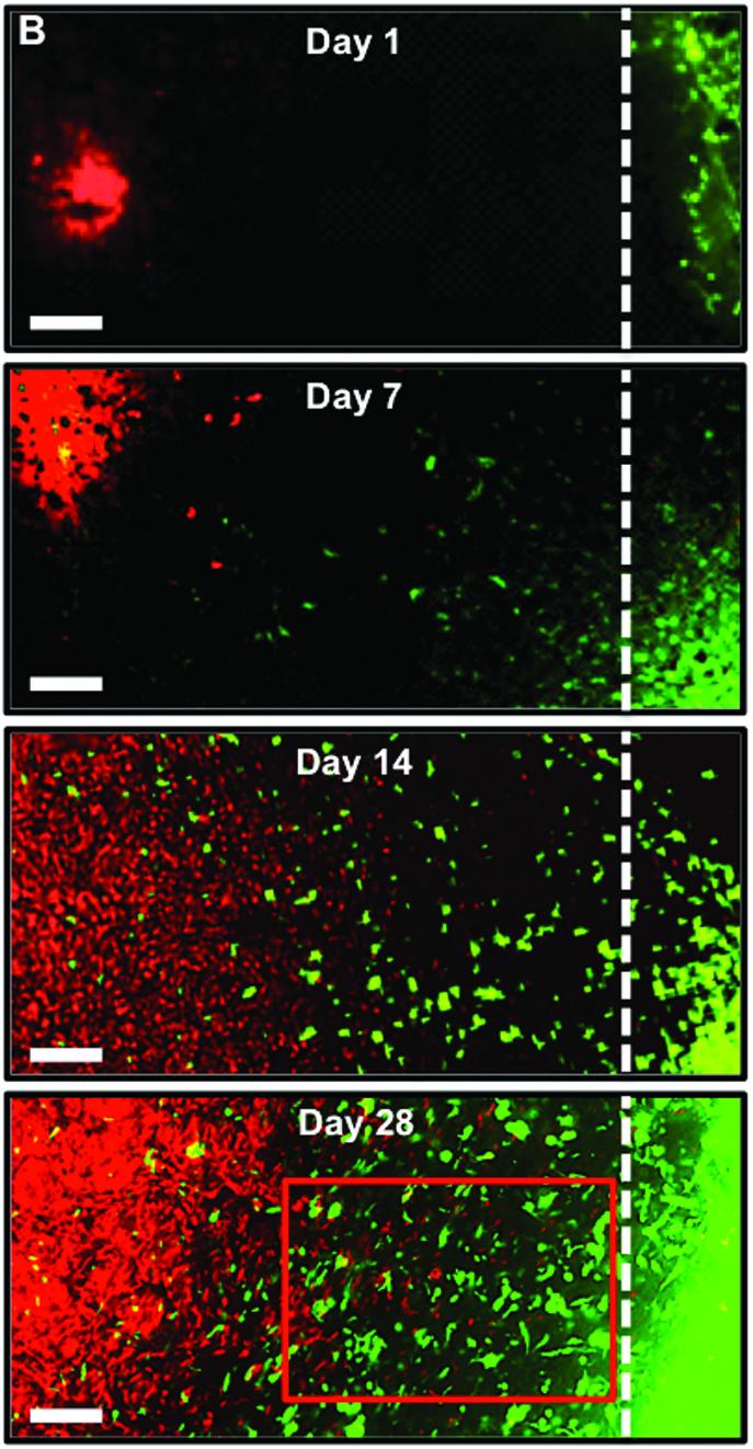 Engineering Turncoat Cancer Cells with CRISPR (1 of 1)