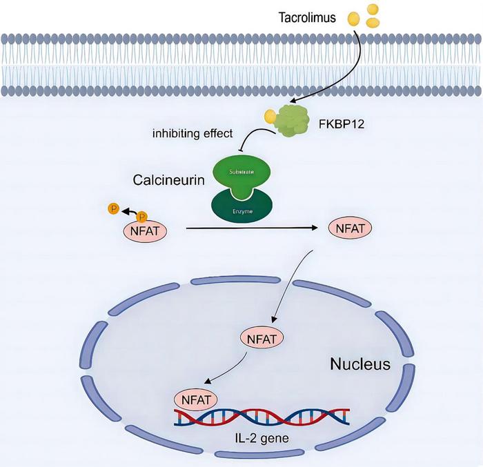 The mechanism of action of tacrolimus