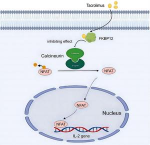 The mechanism of action of tacrolimus