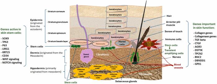 The skin structure and functional genes.