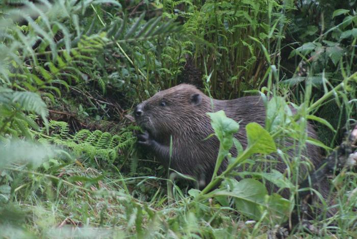 Beaver foraging