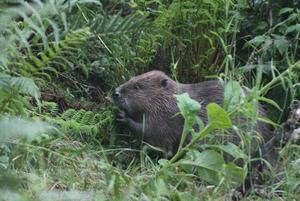 Beaver foraging