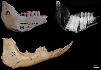 <I>Myotragus balearicus </I>Lower Jaws