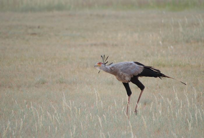 Secretarybird by Megan Murgatroyd
